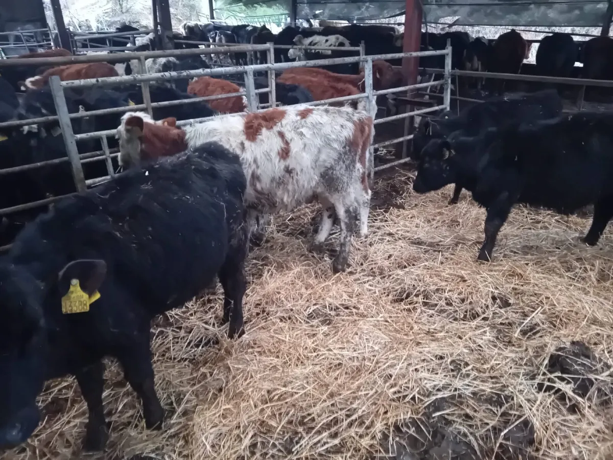 CHEAP BUCKET REARED WEANLINGS - Image 4