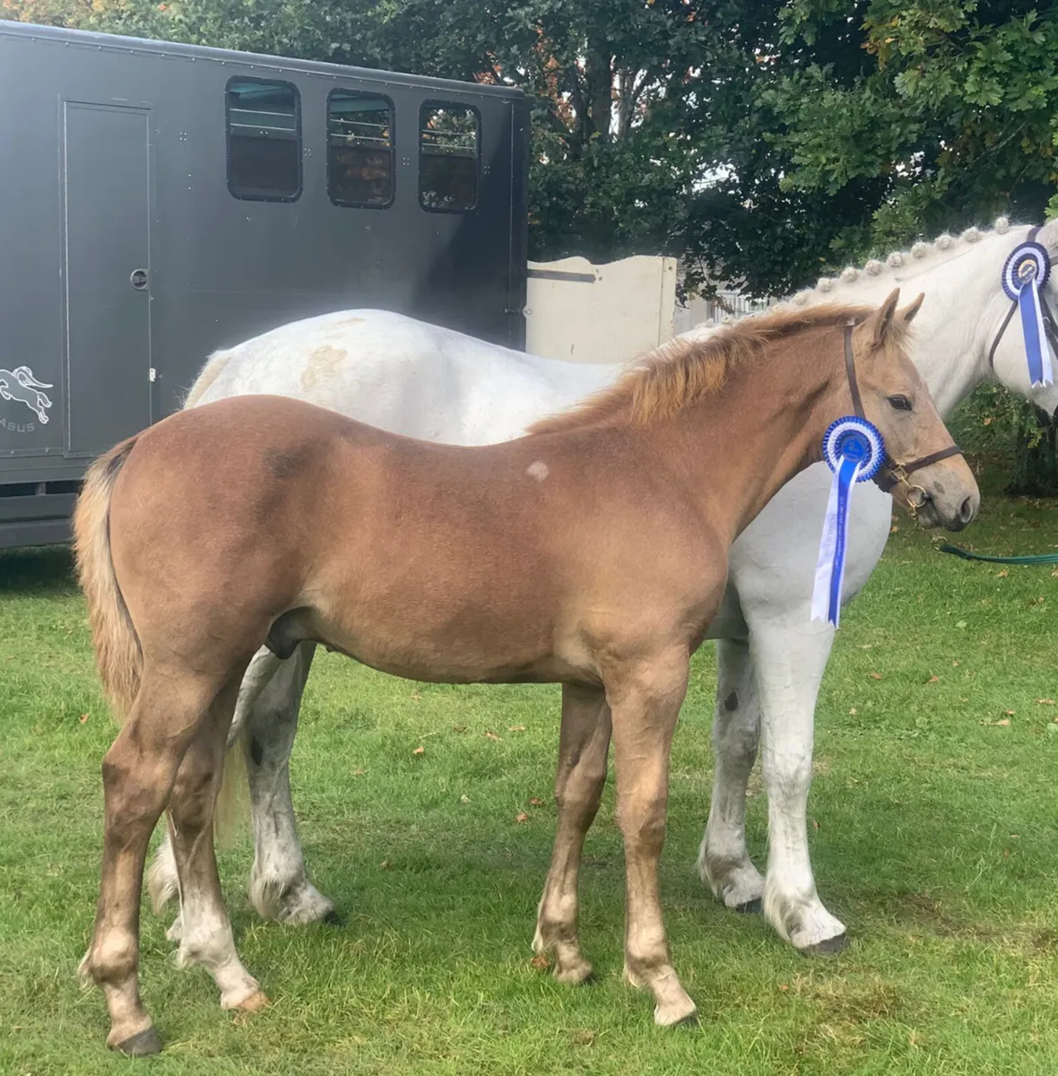 RID Colt Foal - Image 1
