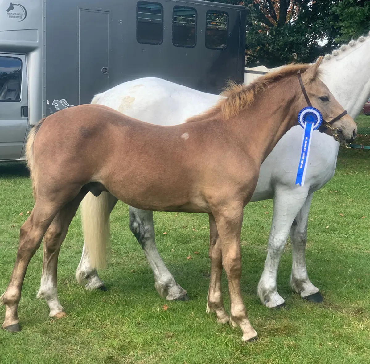 RID Colt Foal - Image 2