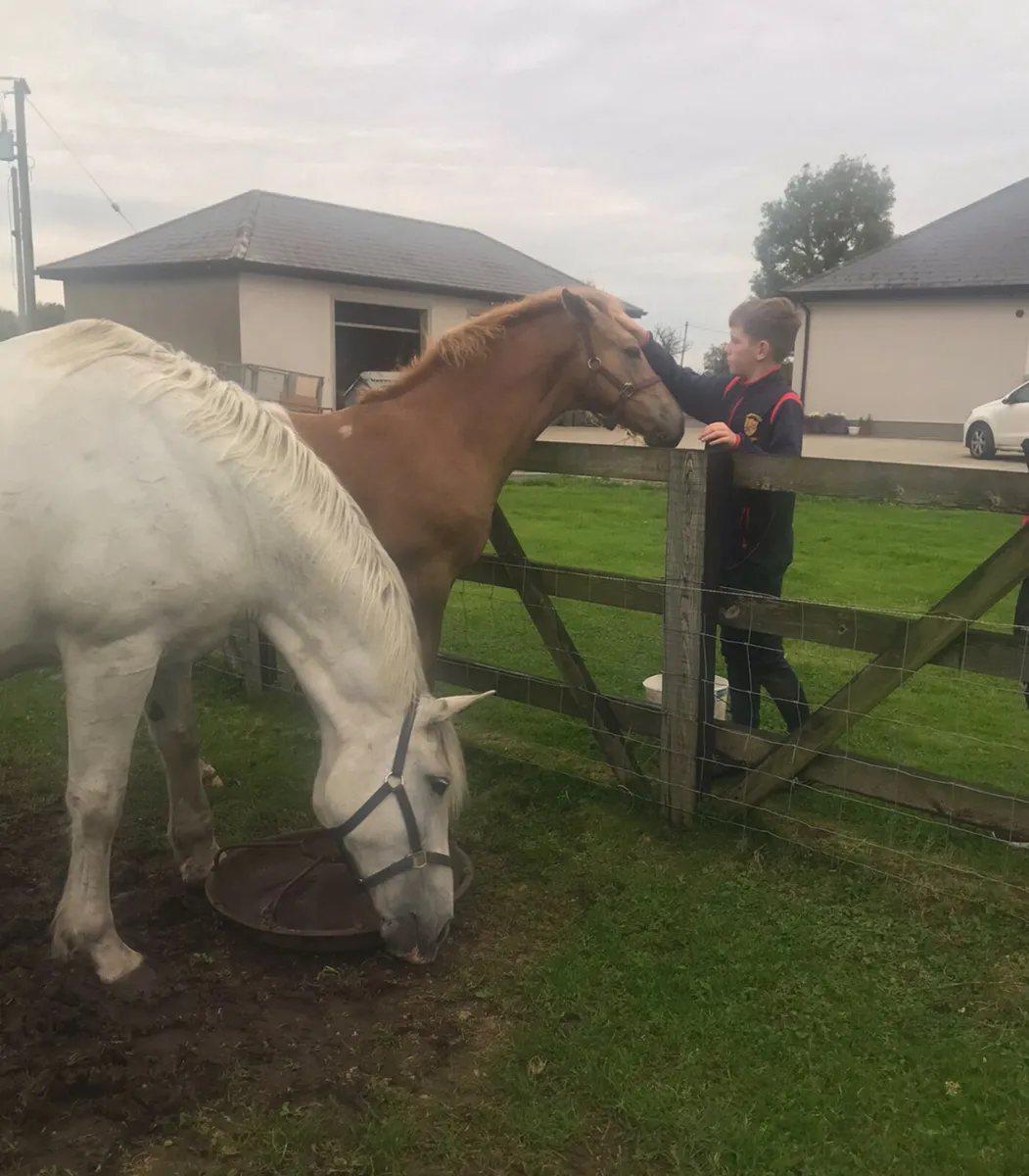 RID Colt Foal - Image 3