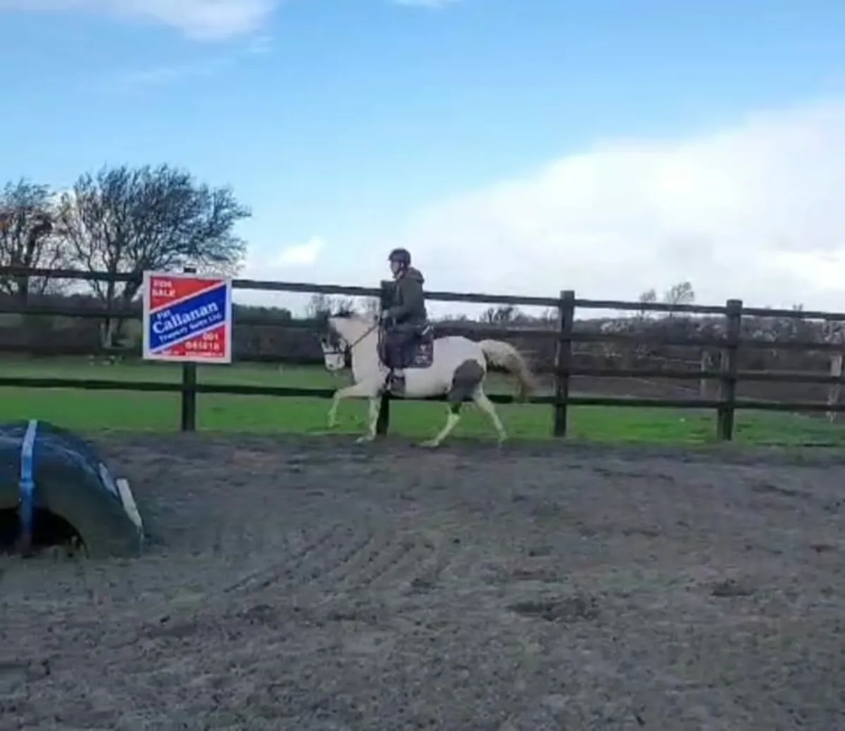 14.2 Coloured mare - Image 2