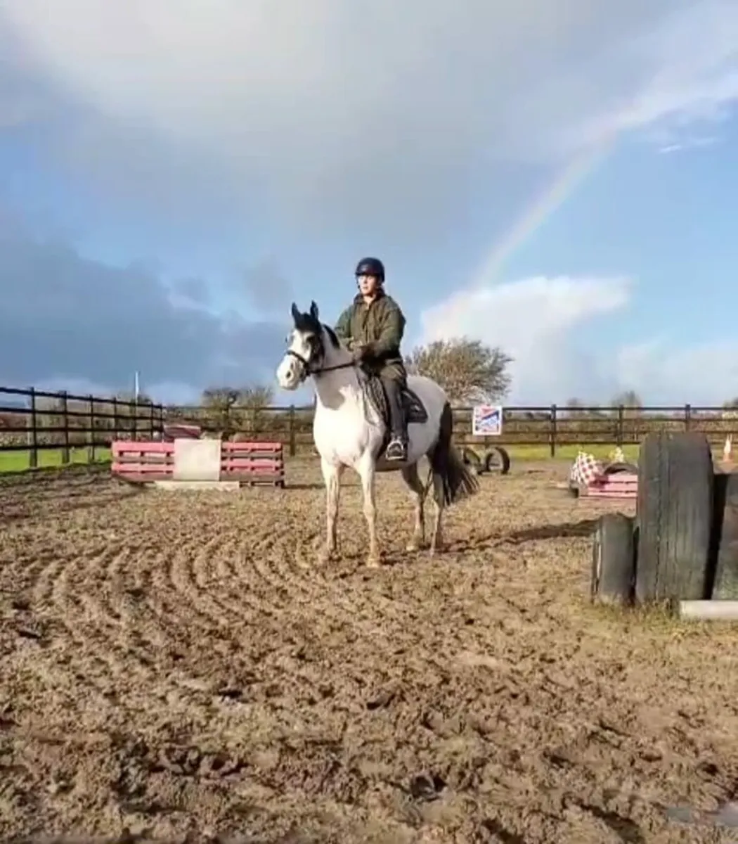 14.2 Coloured mare - Image 1