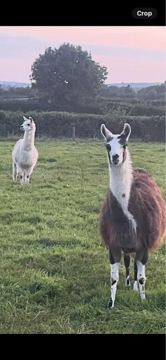 Llamas - Image 3