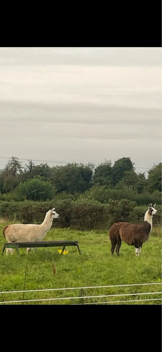 Llamas - Image 4