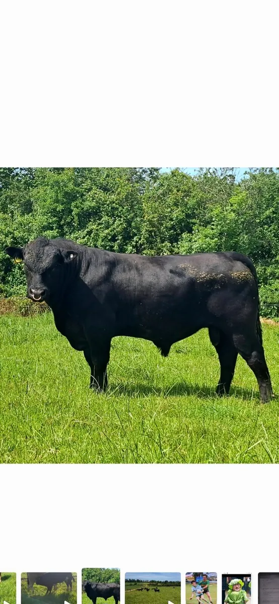 Outstanding AA COW - Image 3