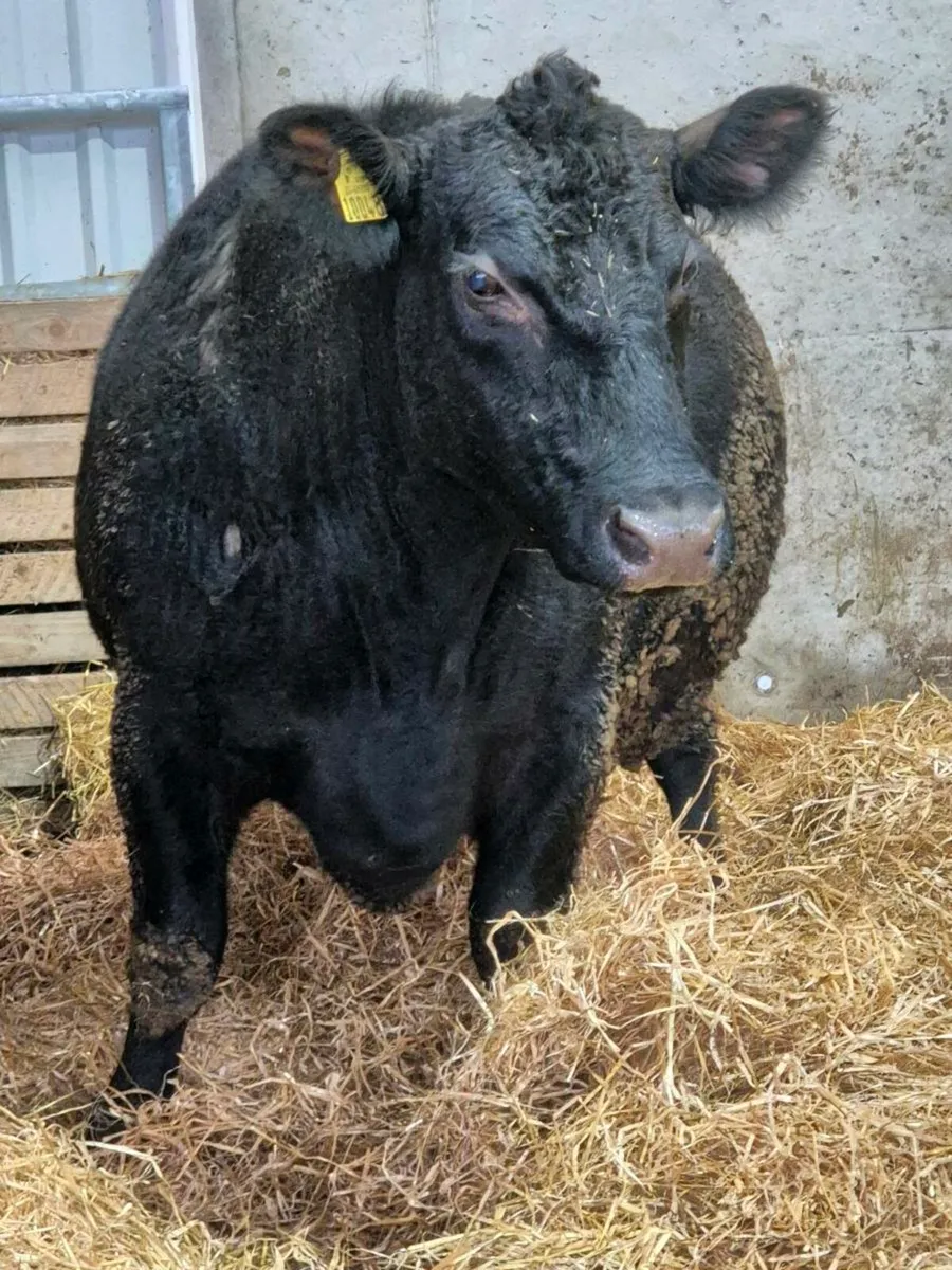 Outstanding AA COW - Image 4