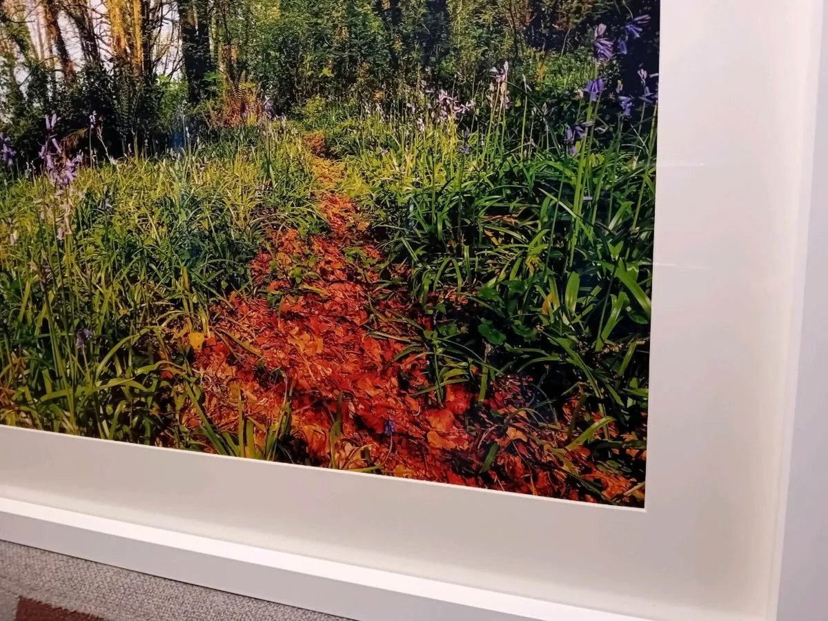 Ballyannon Woods - Image 2