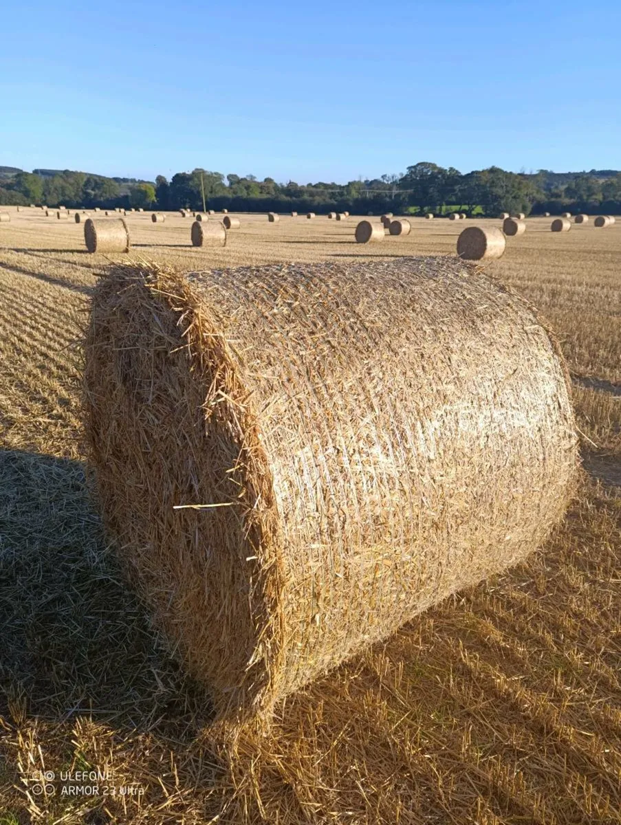Barley Straw