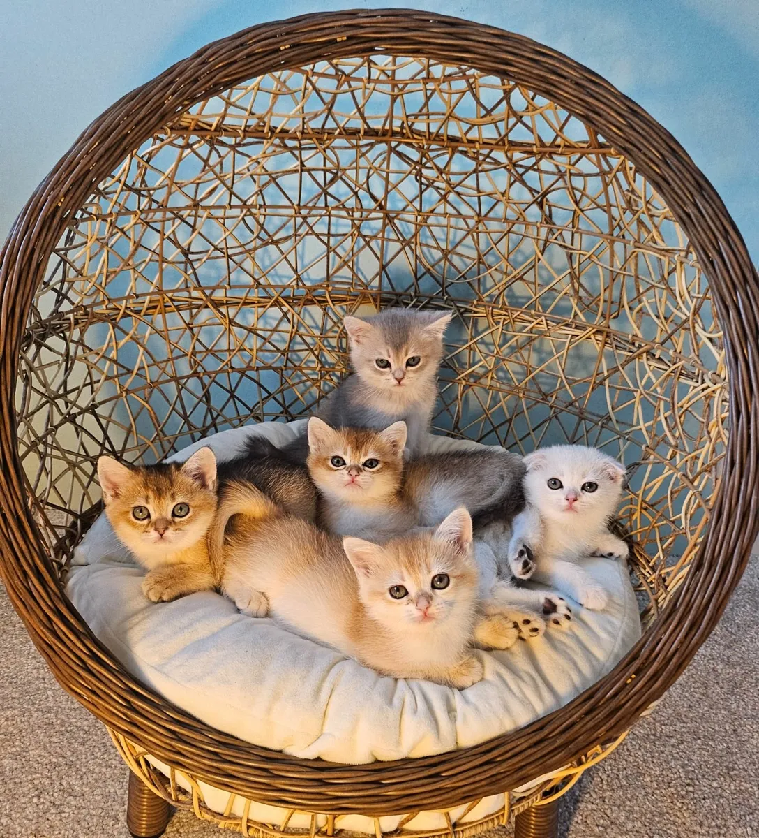 Scottish Straight Kittens - Image 1