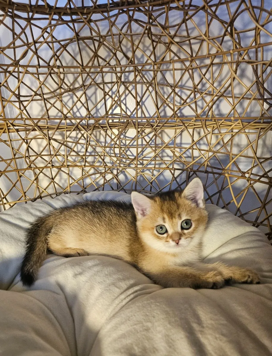 Scottish Straight Kittens - Image 2