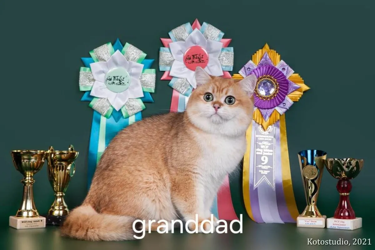 Scottish Straight Kittens - Image 4