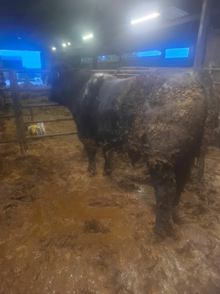 Pedigree Angus Bull - Image 1