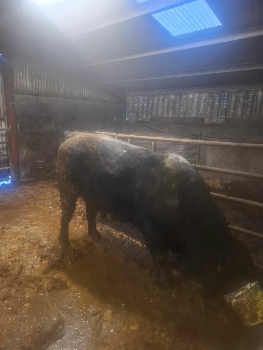 Pedigree Angus Bull - Image 2