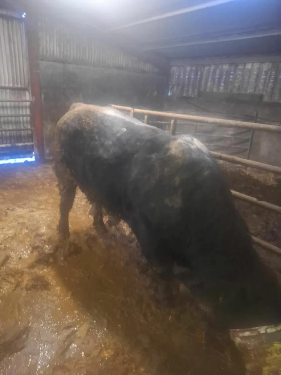 Pedigree Angus Bull - Image 3