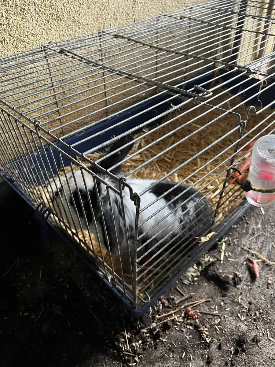 Pet Rabbit - Image 1