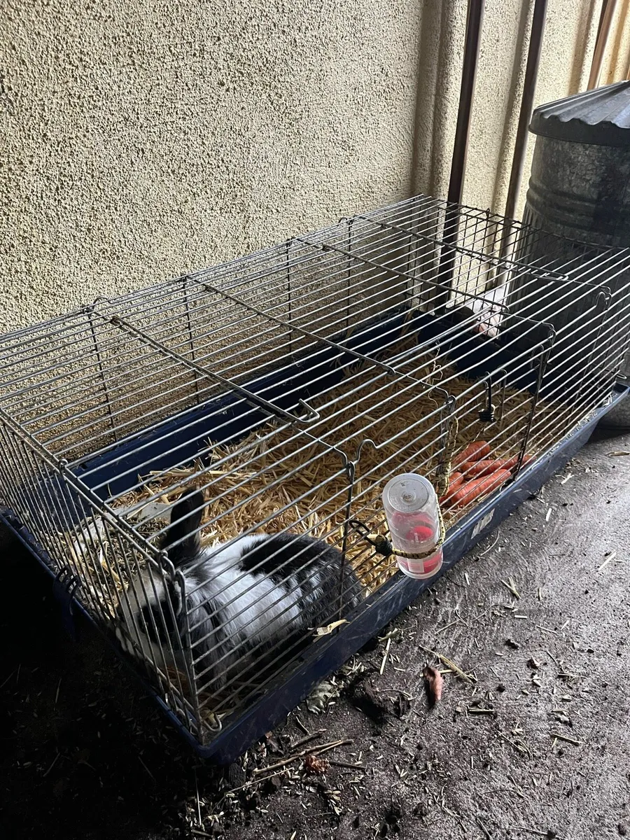 Pet Rabbit - Image 2