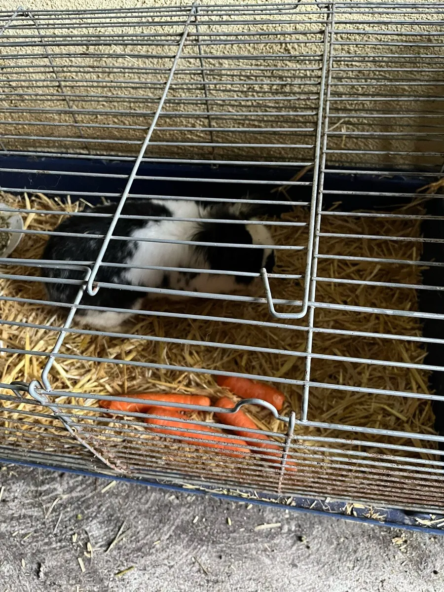 Pet Rabbit - Image 3