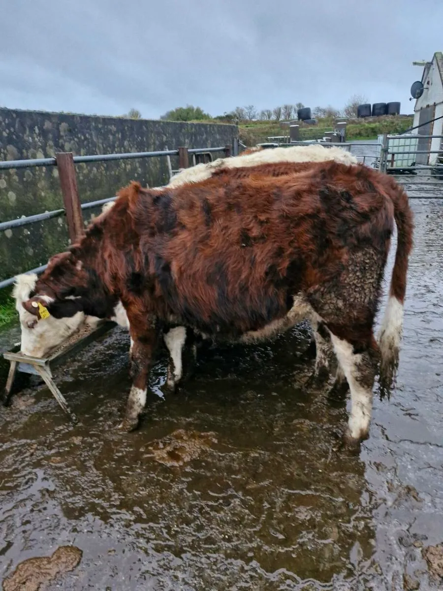 Heifers - Image 2