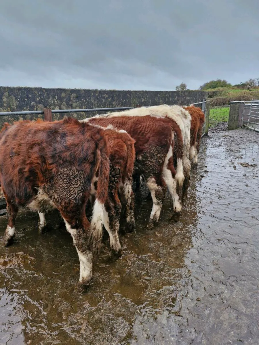 Heifers - Image 4