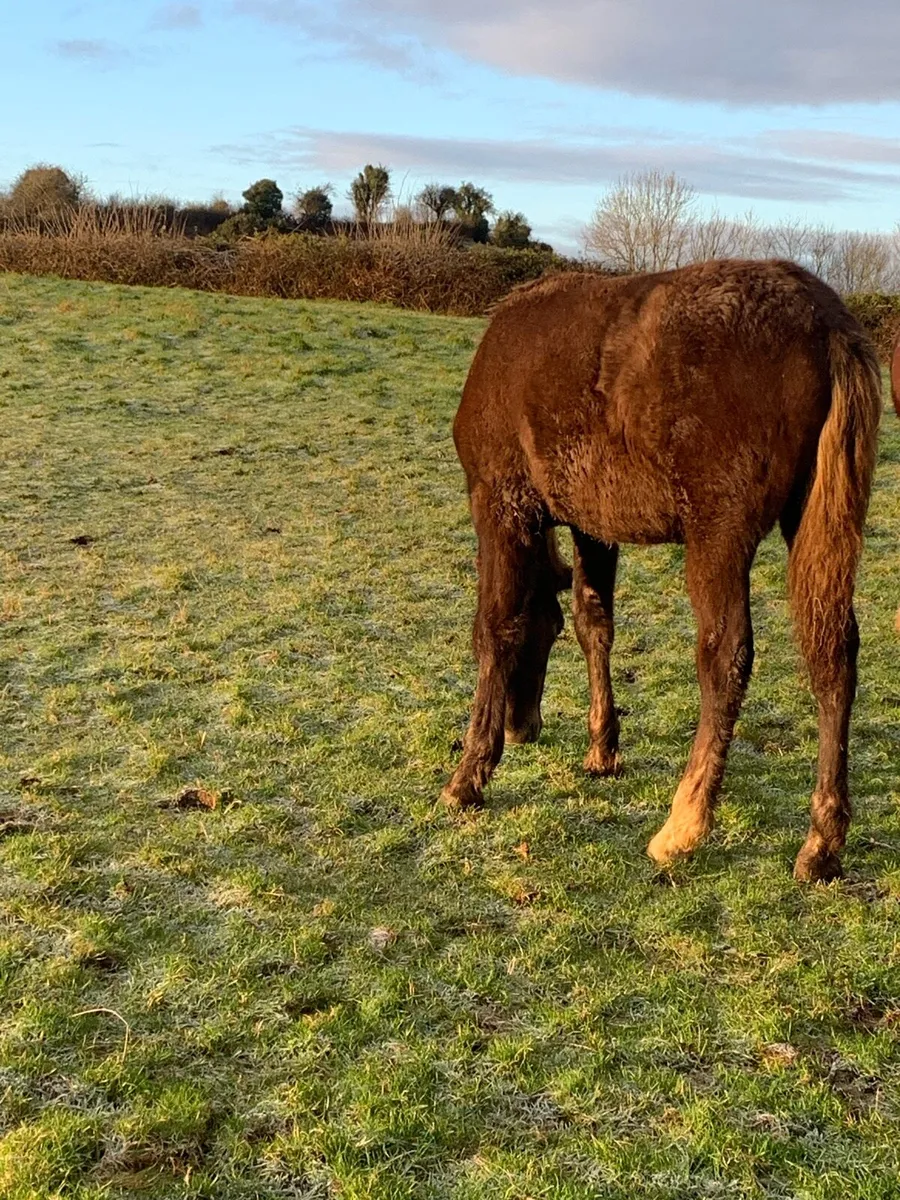 RID Roan Colt foal - Image 2