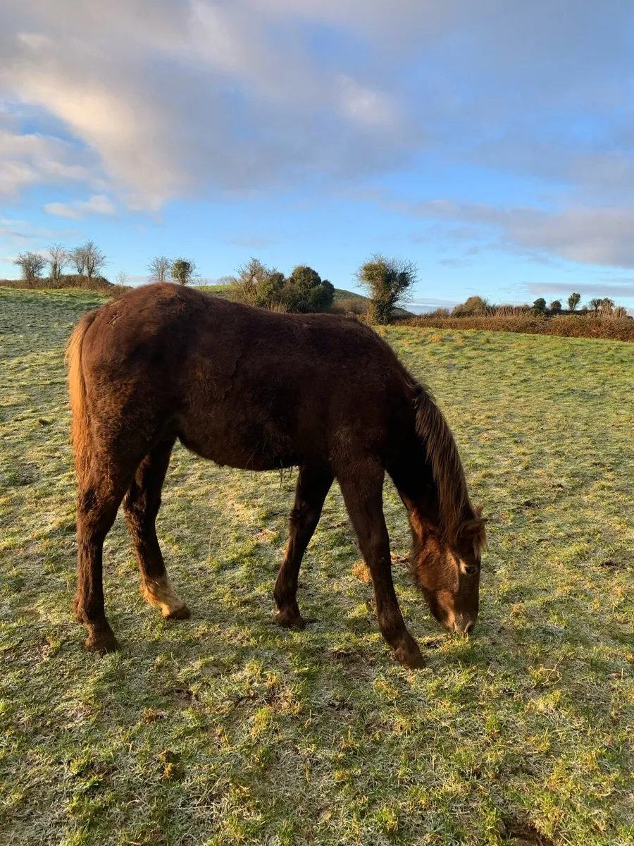 RID Roan Colt foal - Image 3