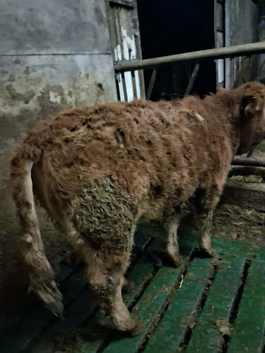 Organic weanling heifer - Image 1