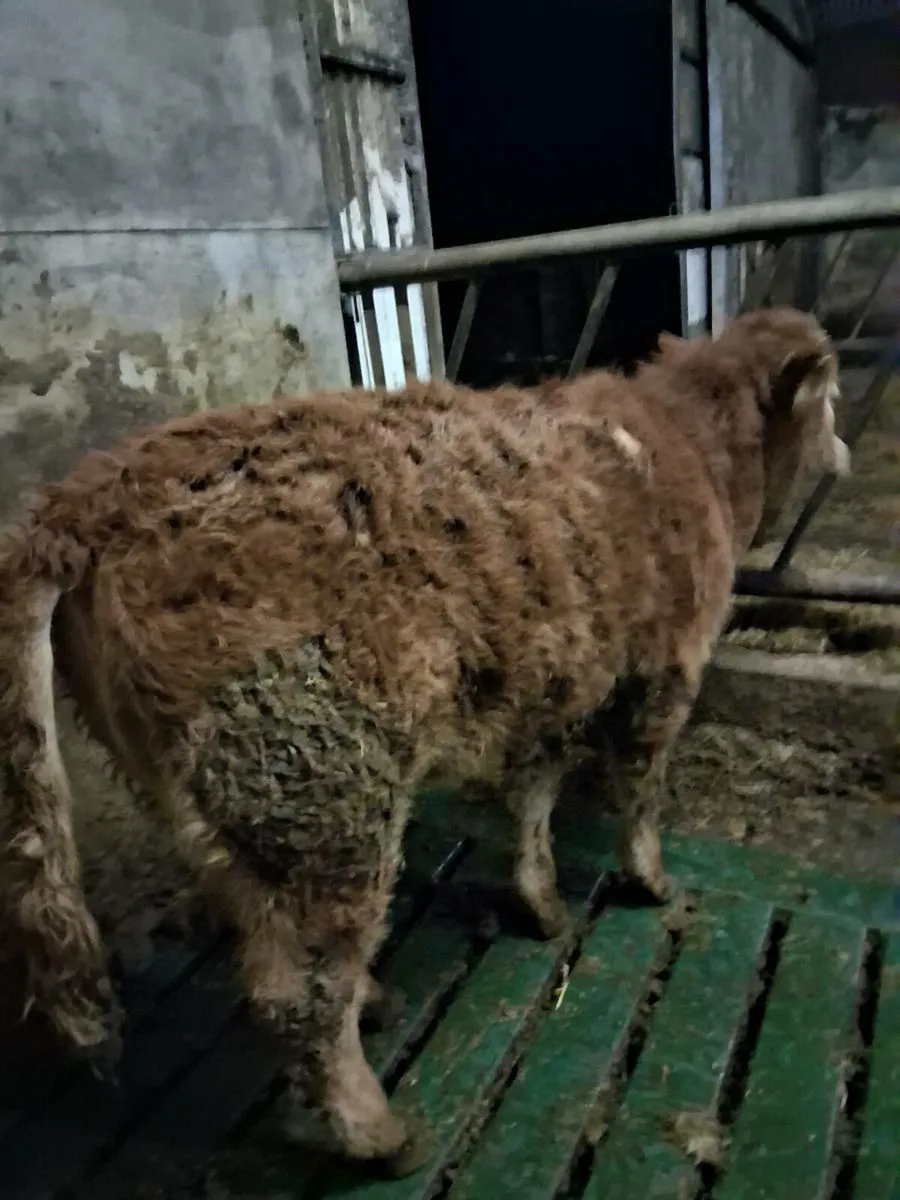 Organic weanling heifer - Image 2