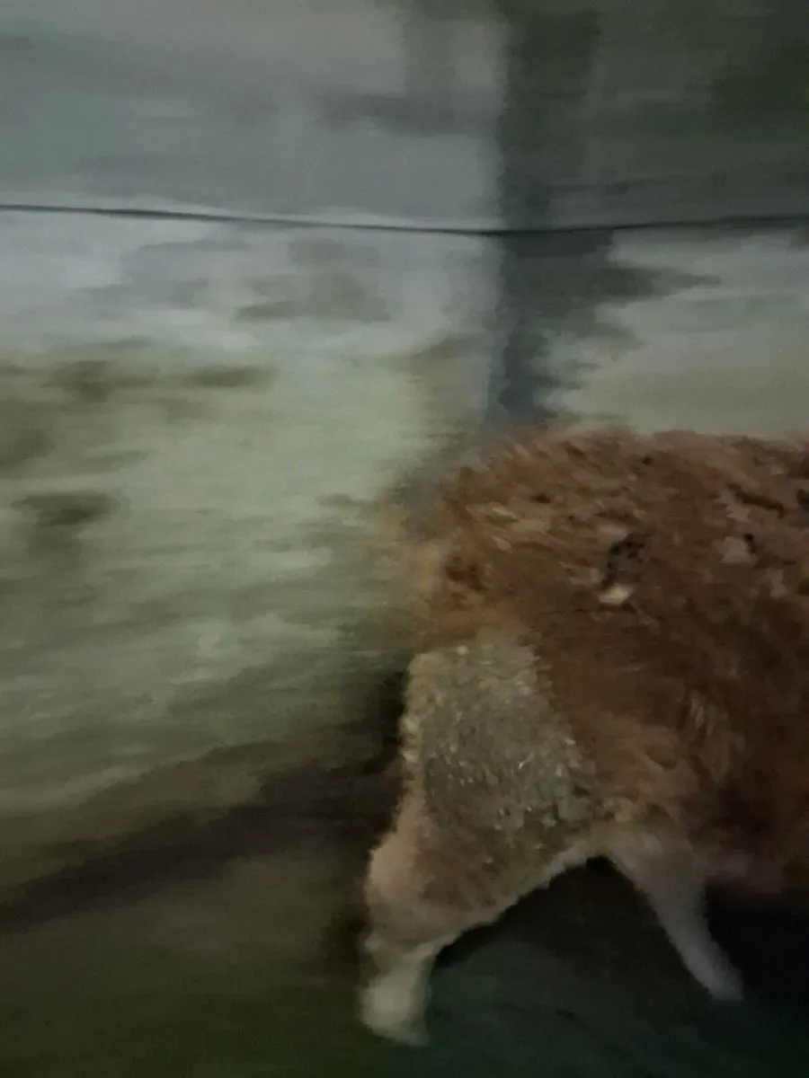 Organic weanling heifer - Image 3