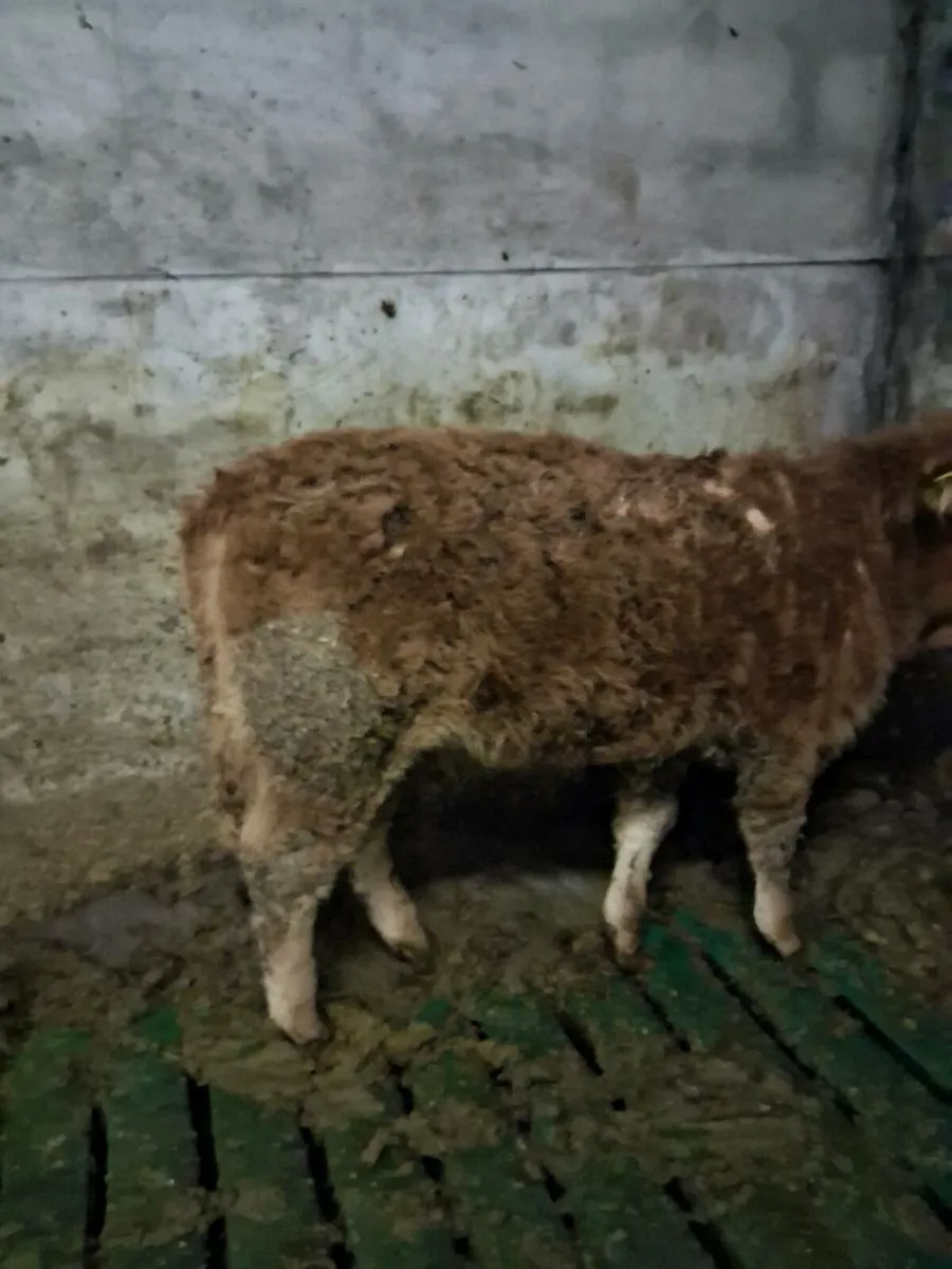 Organic weanling heifer - Image 4