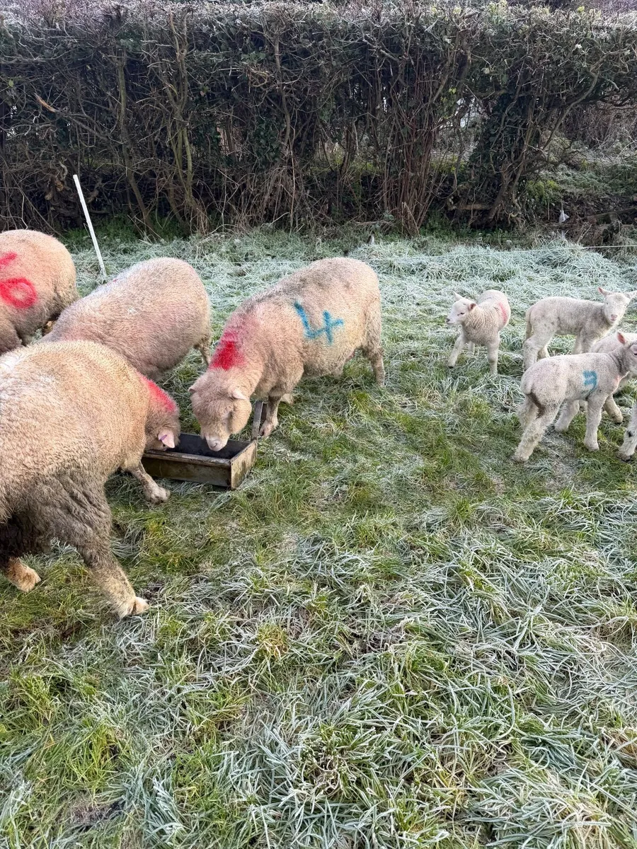 Ewes and lambs for sale - Image 1