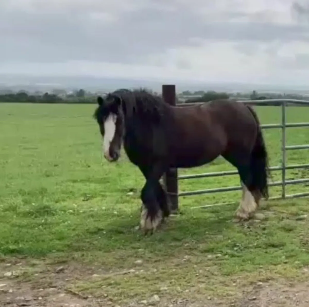 Mare ride drive 4sale - Image 1