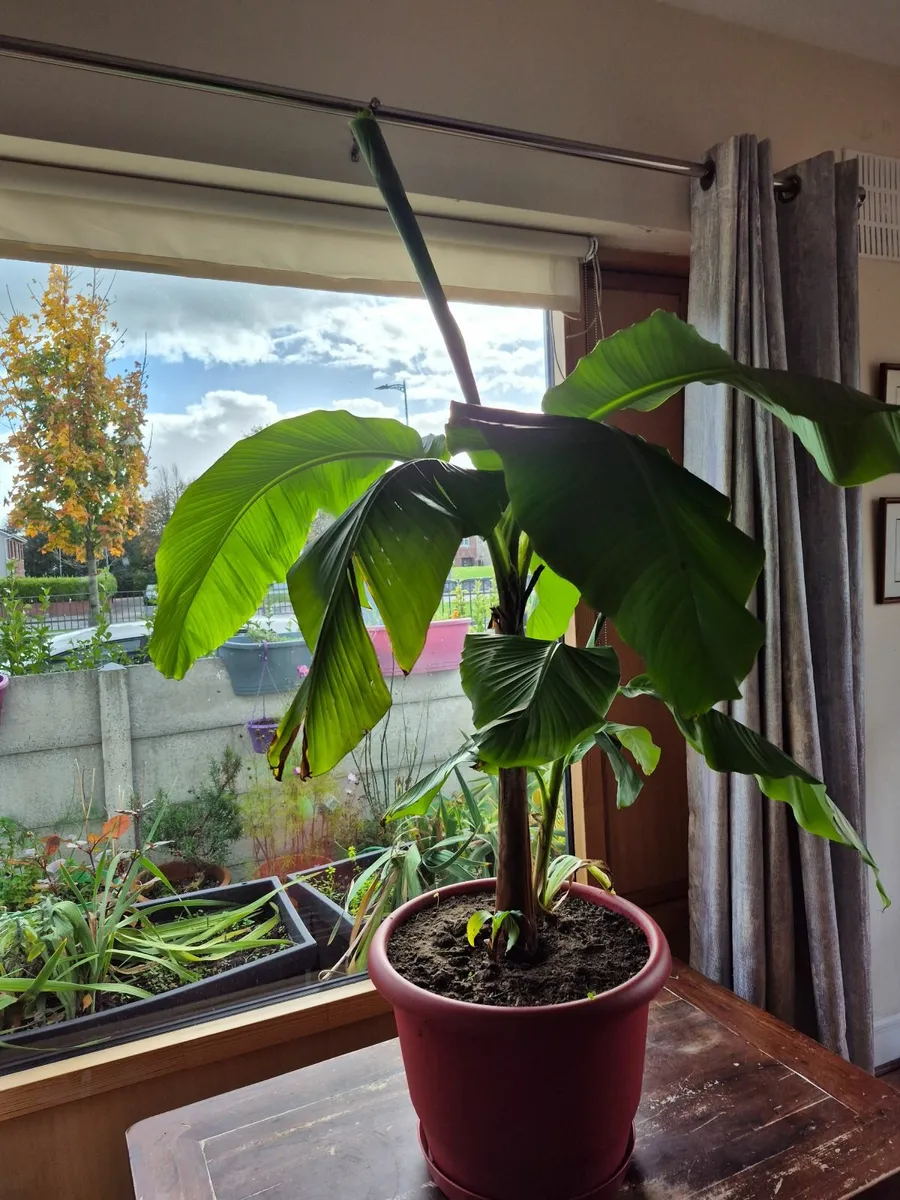 Banana Tree - Image 3