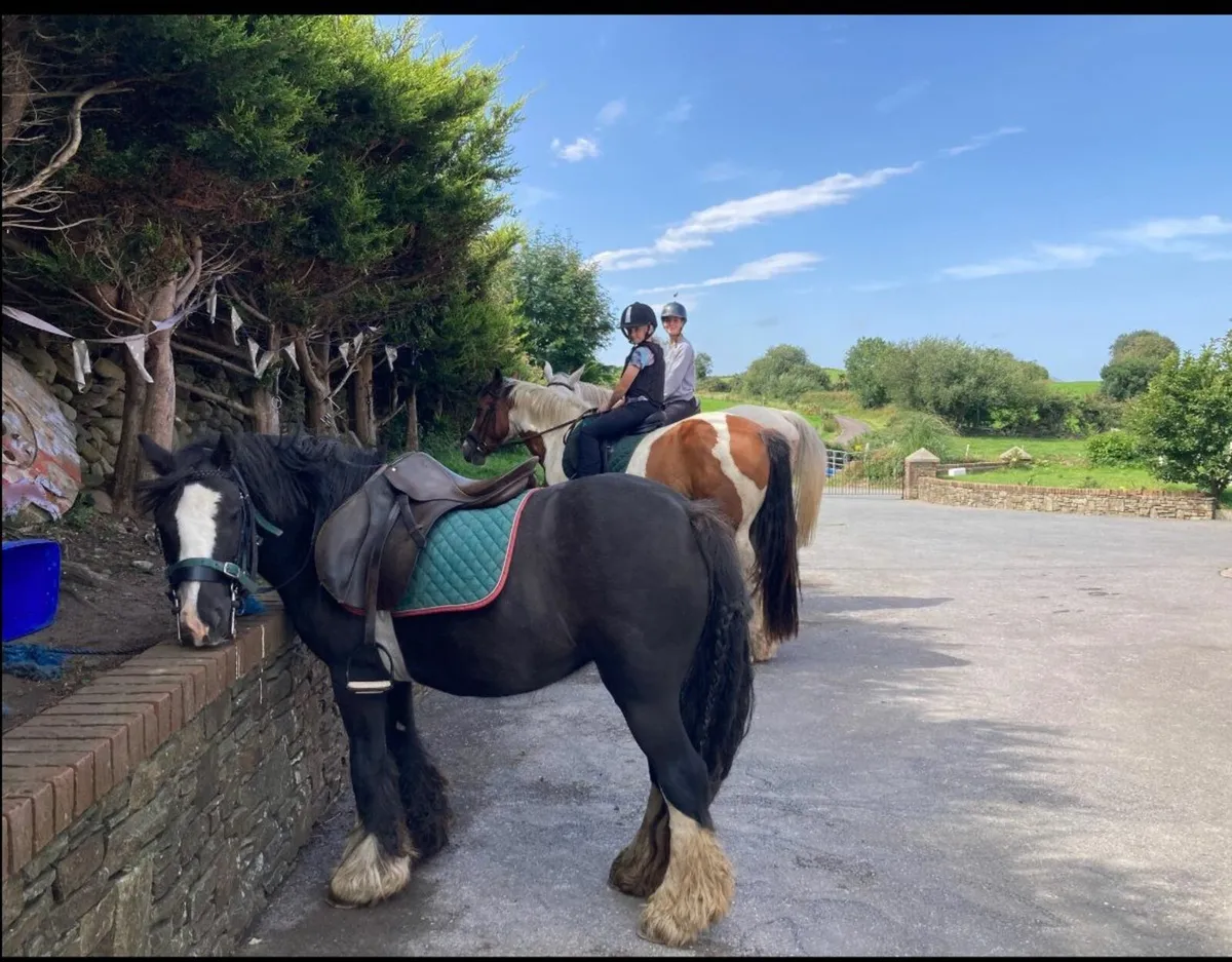 Mare ride drive 4sale - Image 3