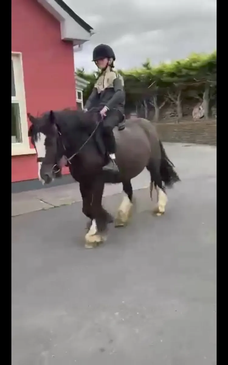 Mare ride drive 4sale - Image 4