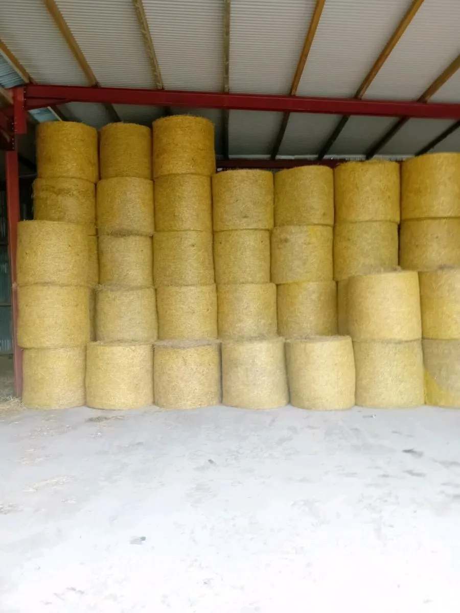 GOLDEN STRAW & GREEN HAY - Image 2