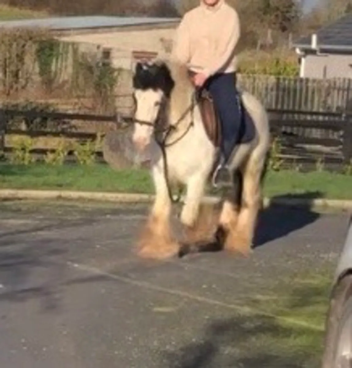 12.2 cob pony - Image 1