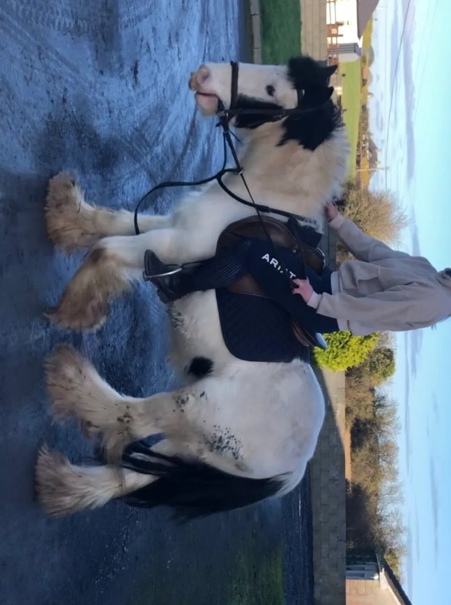 12.2 cob pony - Image 3