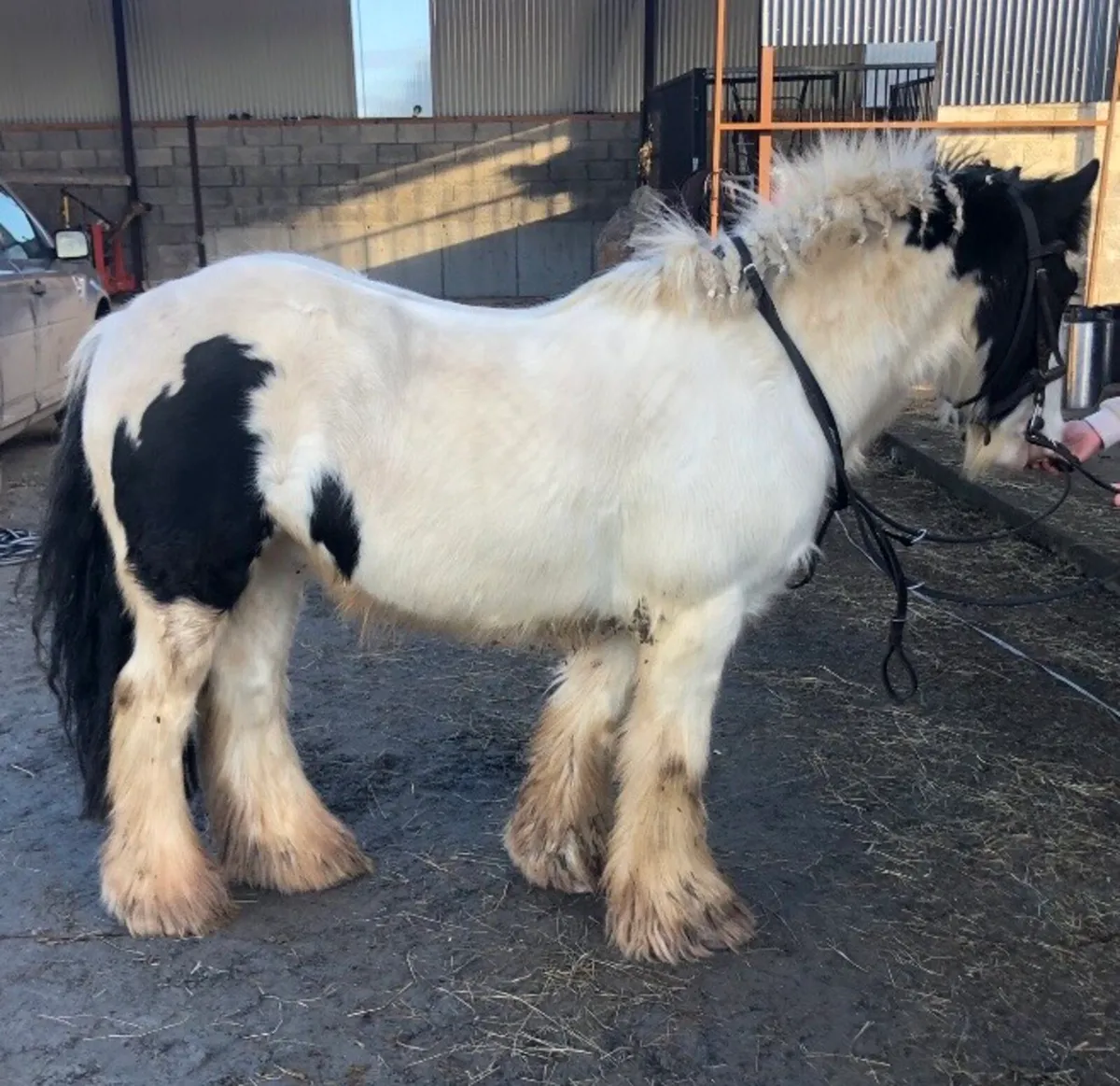 12.2 cob pony - Image 4