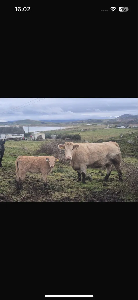 Teams for Milford mart Wednesday 14th - Image 1