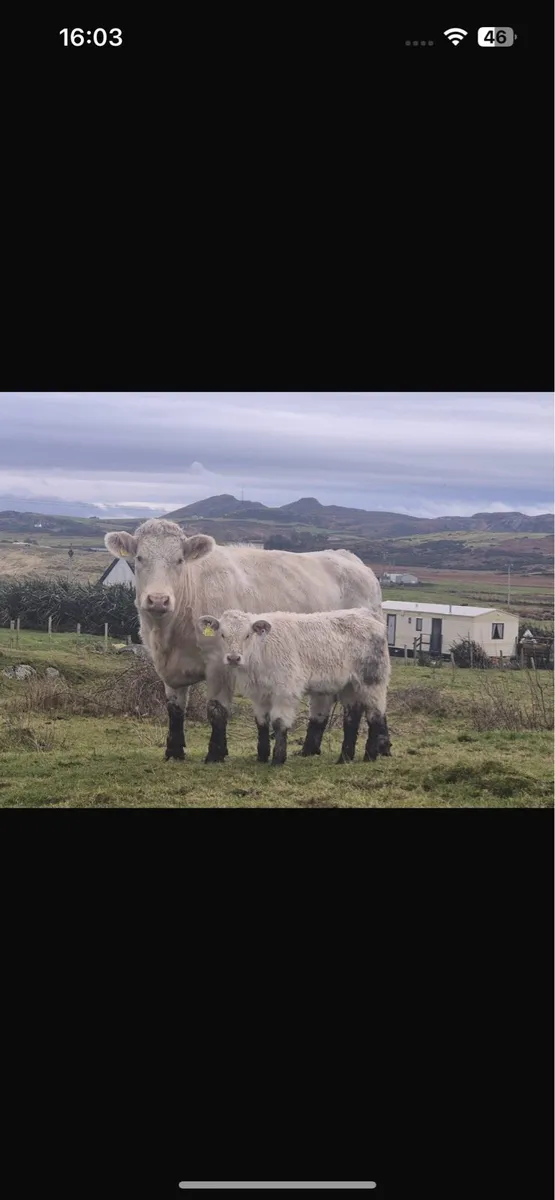 Teams for Milford mart Wednesday 14th - Image 2