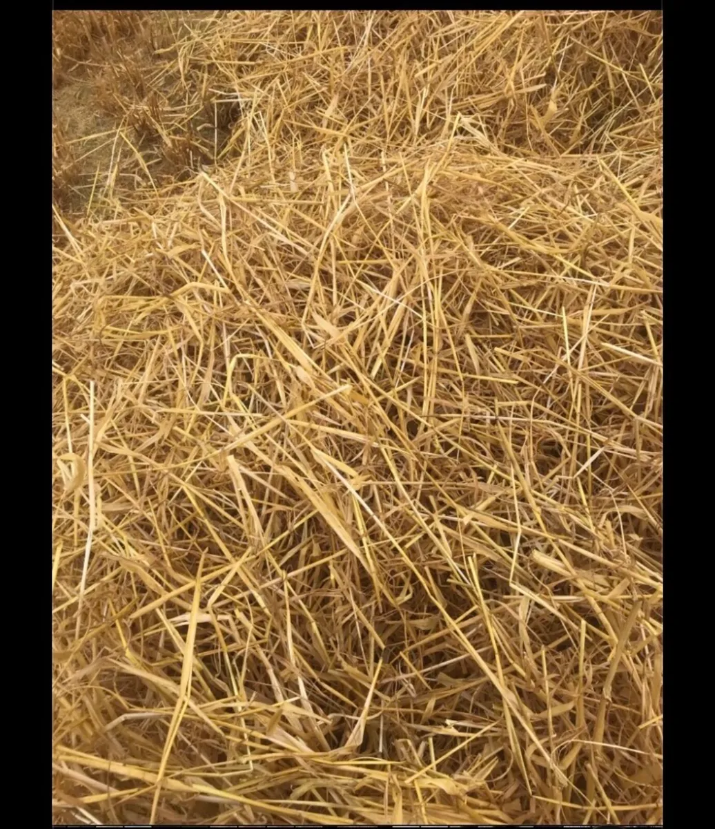 Straw - Image 2