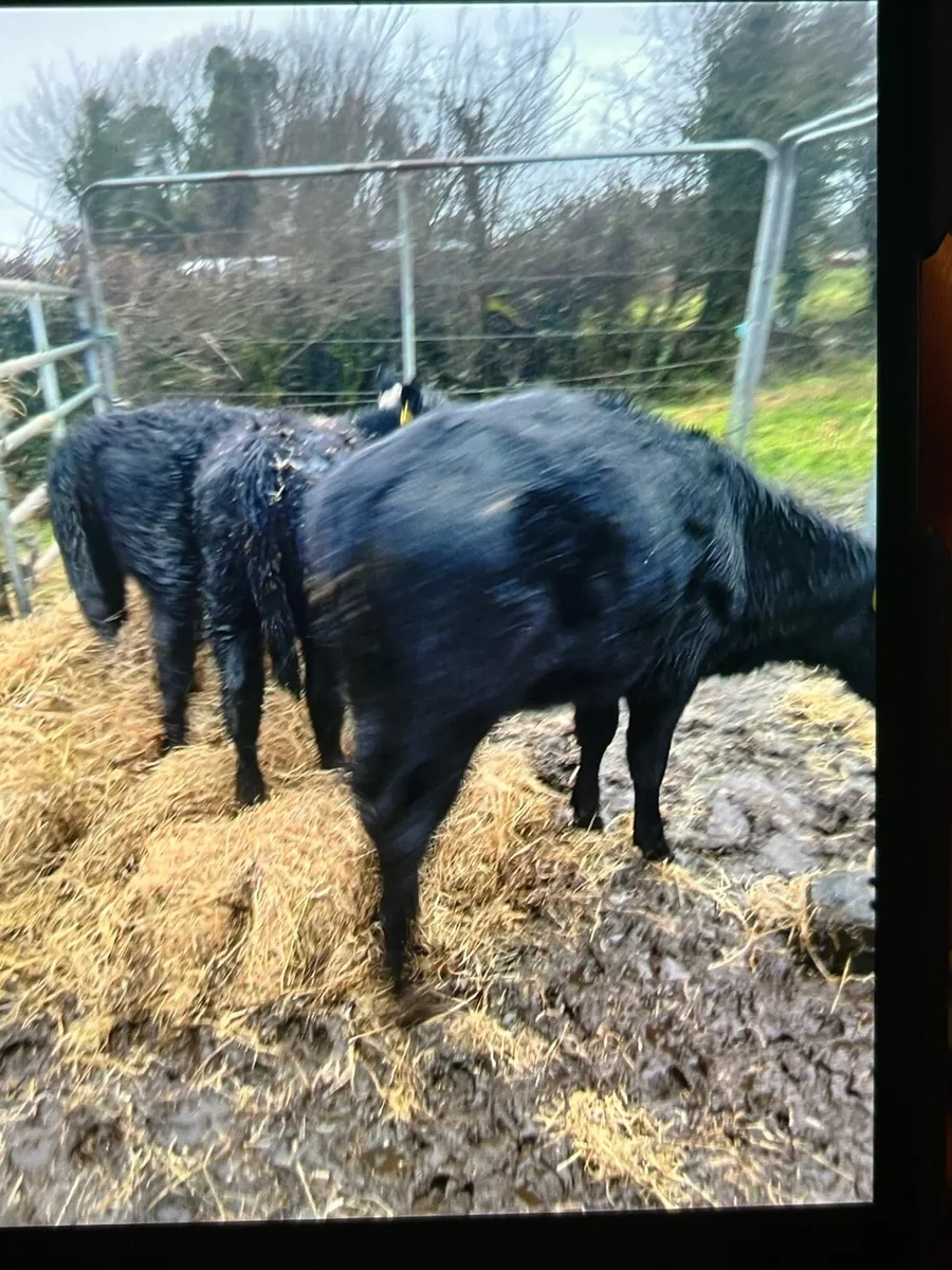 As heifers - Image 1