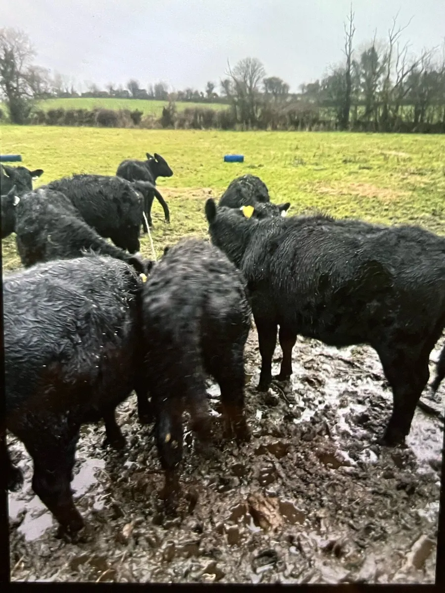 As heifers - Image 2