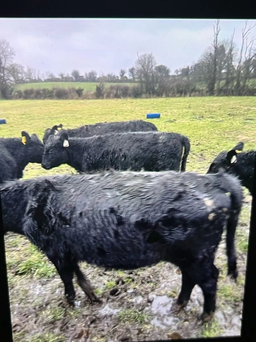 As heifers - Image 3