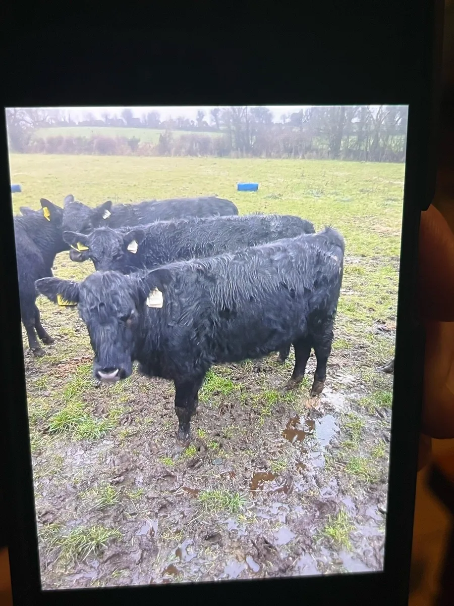 As heifers - Image 4