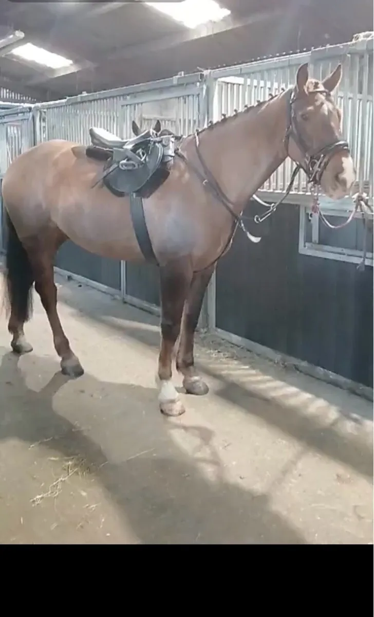 6yo gelding 16-2 - Image 1