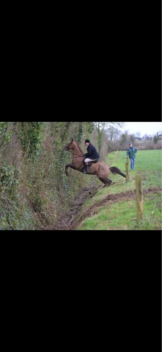 6yo gelding 16-2 - Image 2