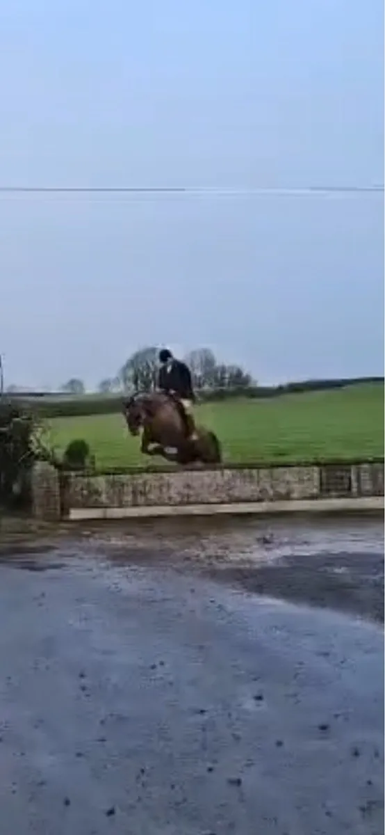 6yo gelding 16-2 - Image 3