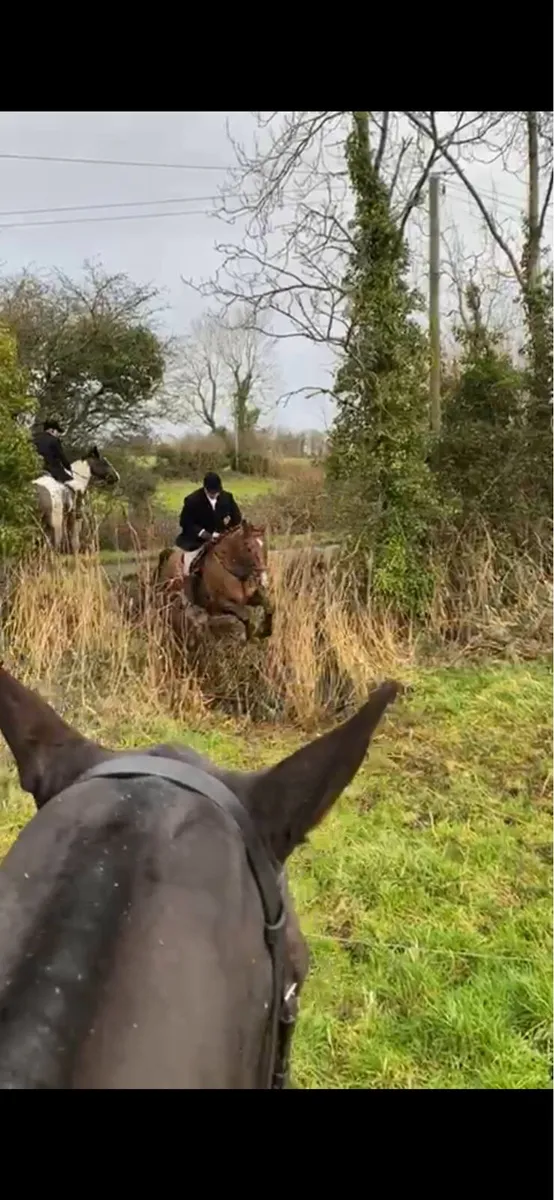 6yo gelding 16-2 - Image 4