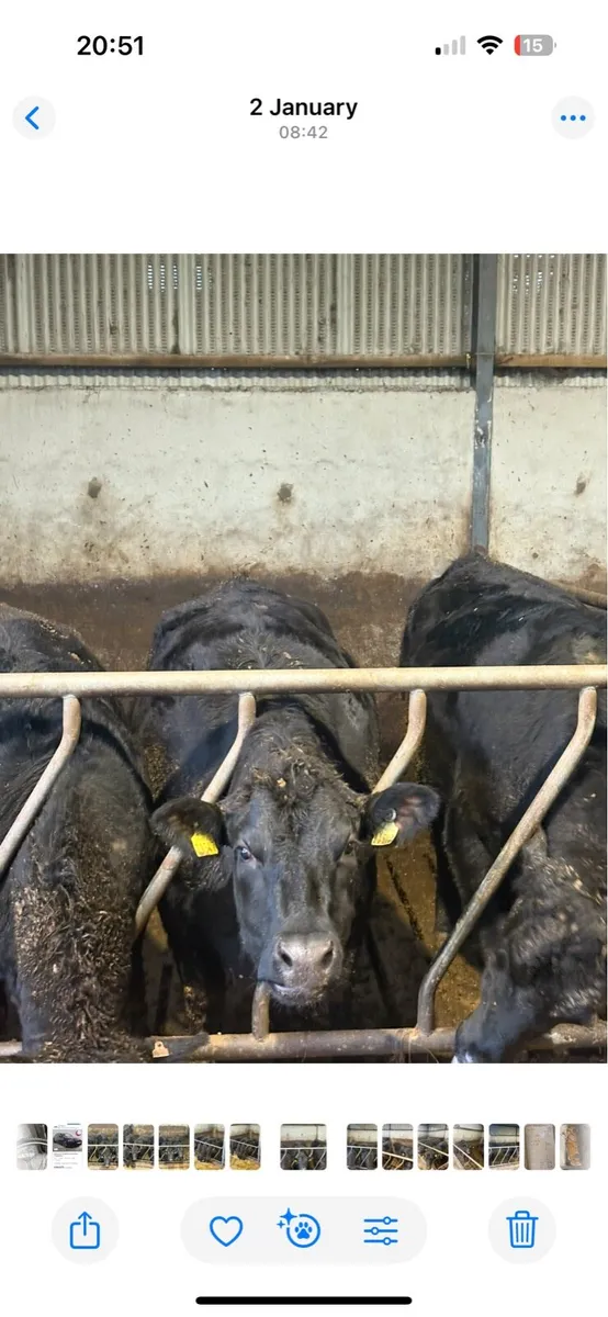 Angus Heifers - Image 1